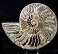 Choffaticeras (Daisy Flower) Ammonite #21632-2